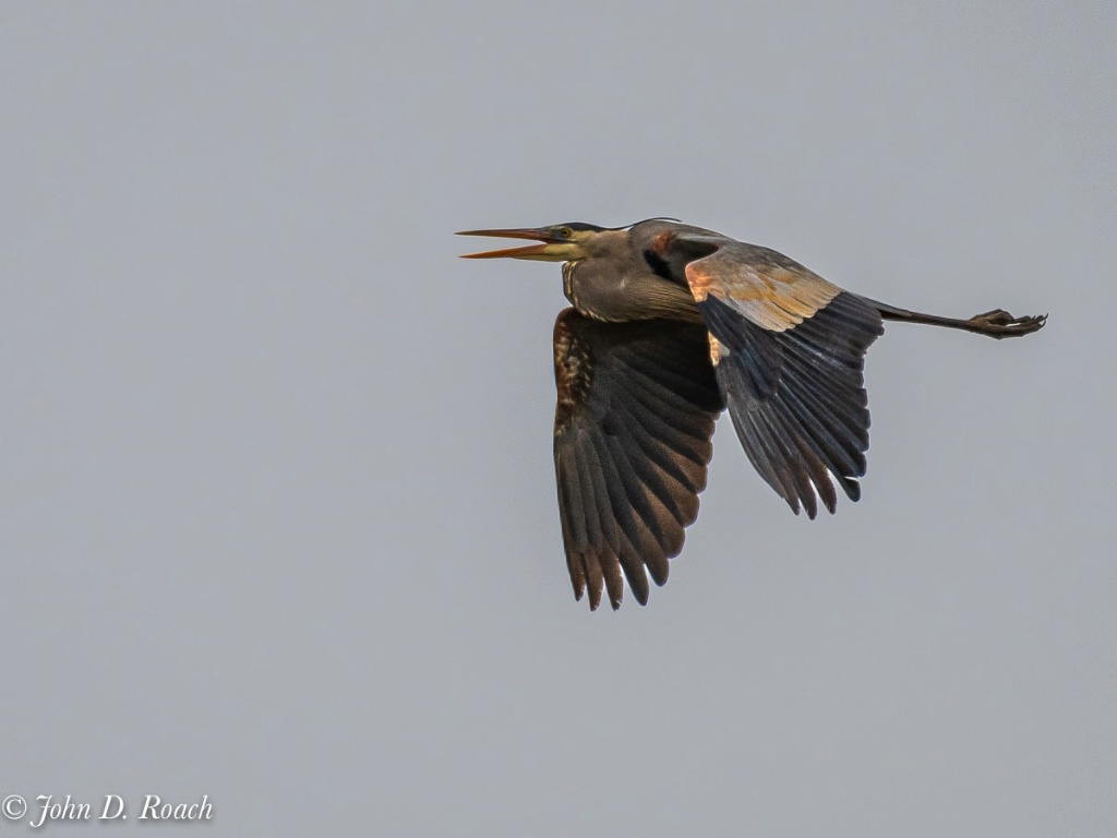 Fly Heron Fly - ID: 15566839 © John D. Roach