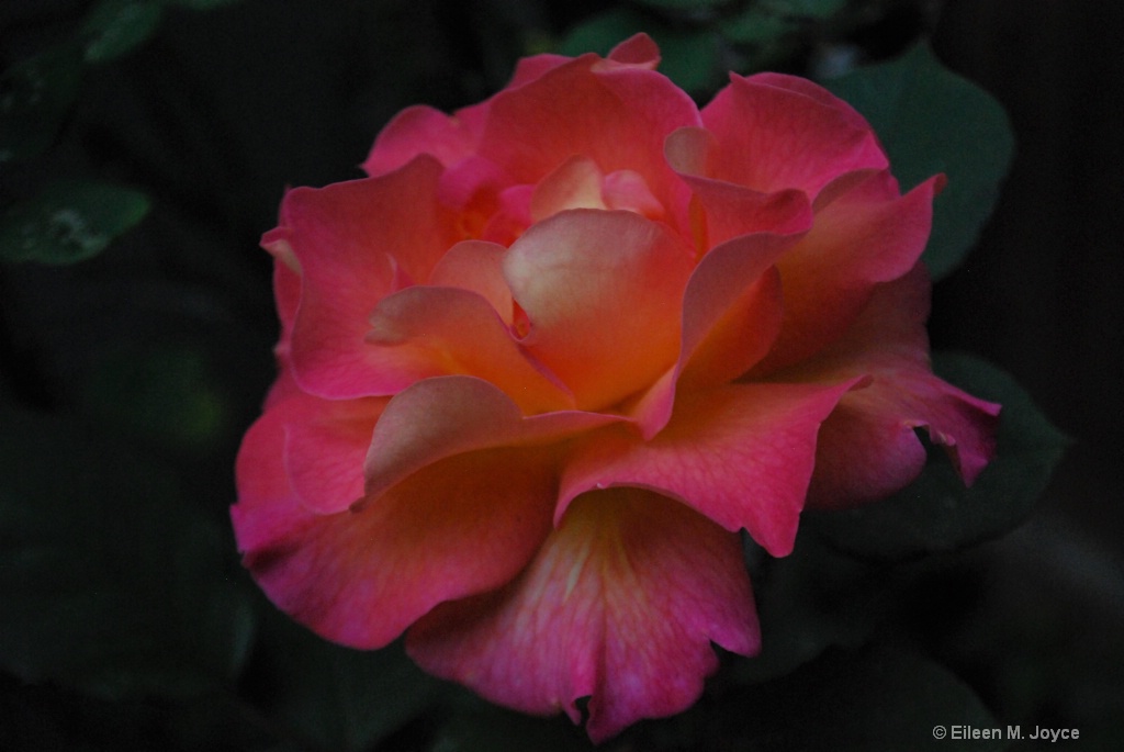 backyard rose 1