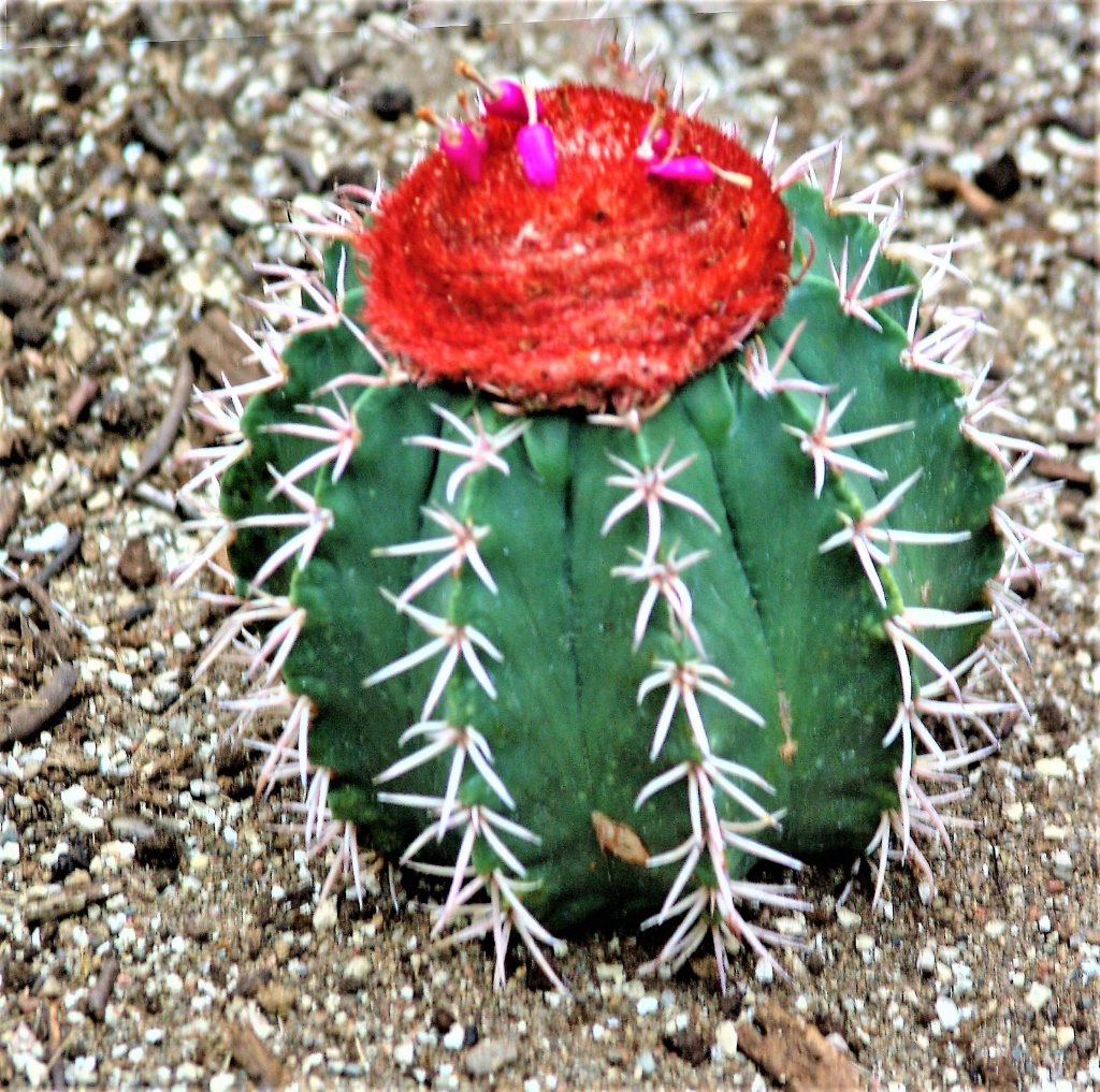 Spring blossom on a cactus 