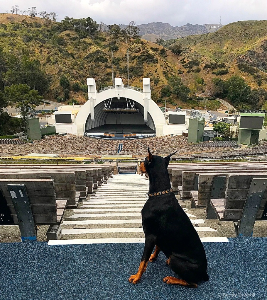 At The Hollywood Bowl!