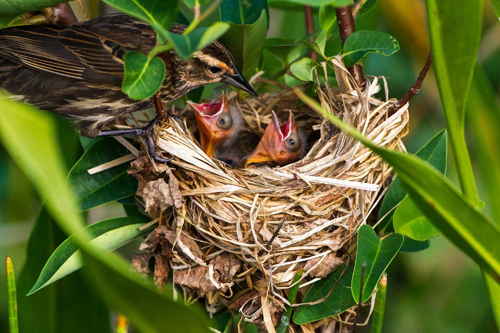 Red-wing Blackbird Nest; South Florida - ID: 15568358 © Richard S. Young