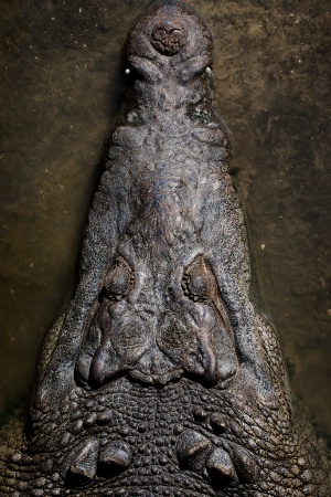 What a Croc!