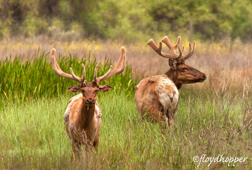 Tule Elk in Velvet Antlers