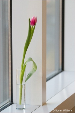 Tulip in the Window