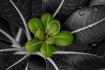Spring Green