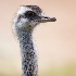 © Terry Korpela PhotoID# 15569825: Greater Rhea