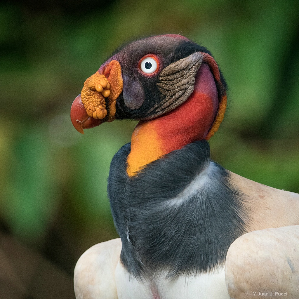 King vulture