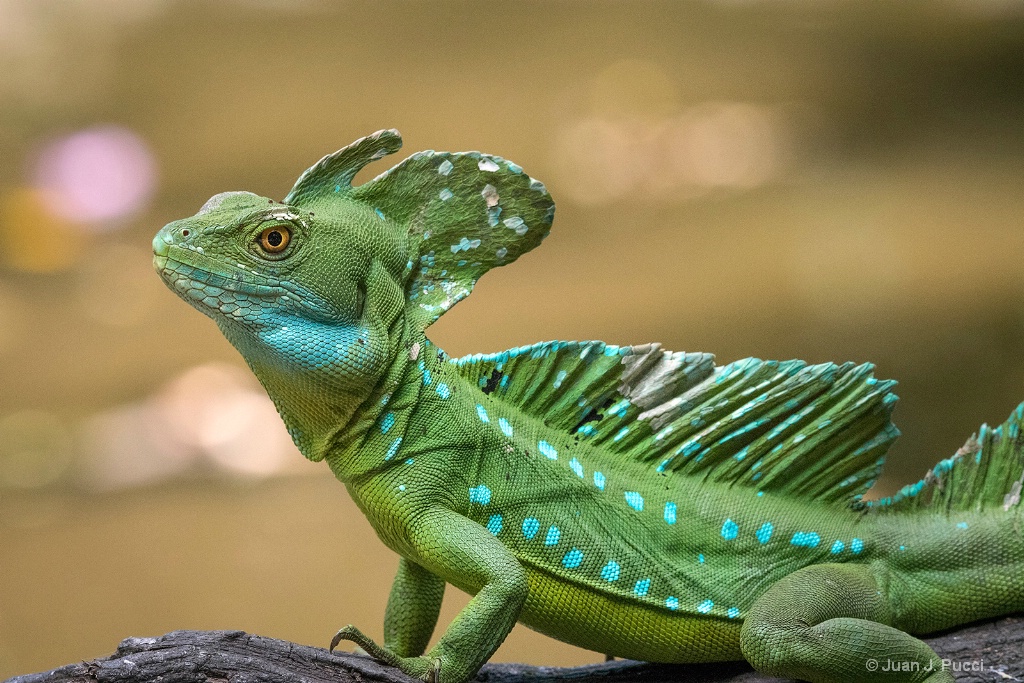 Basiliscus