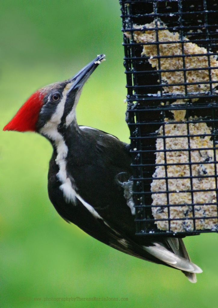 Female Pileated Woodpecker's Lunchtime