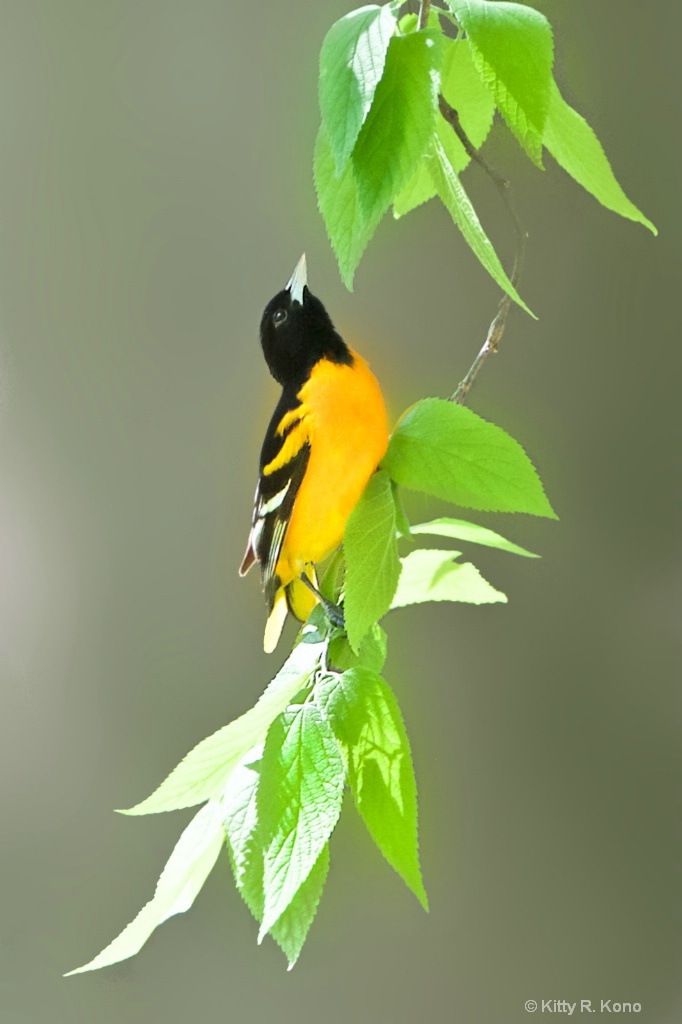 The Baltimore Oriole - ID: 15570553 © Kitty R. Kono