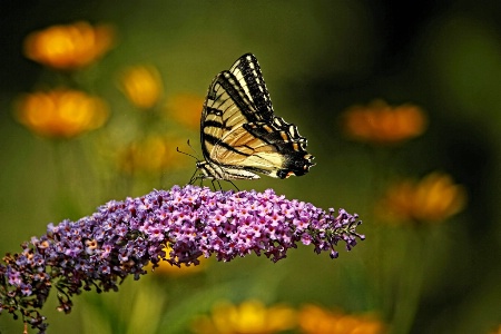 Swallowtail and Flowers