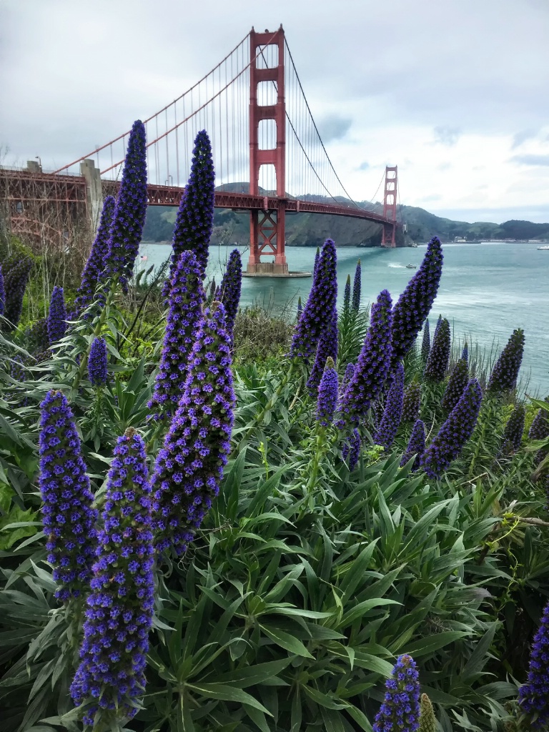 Echium by the Gate