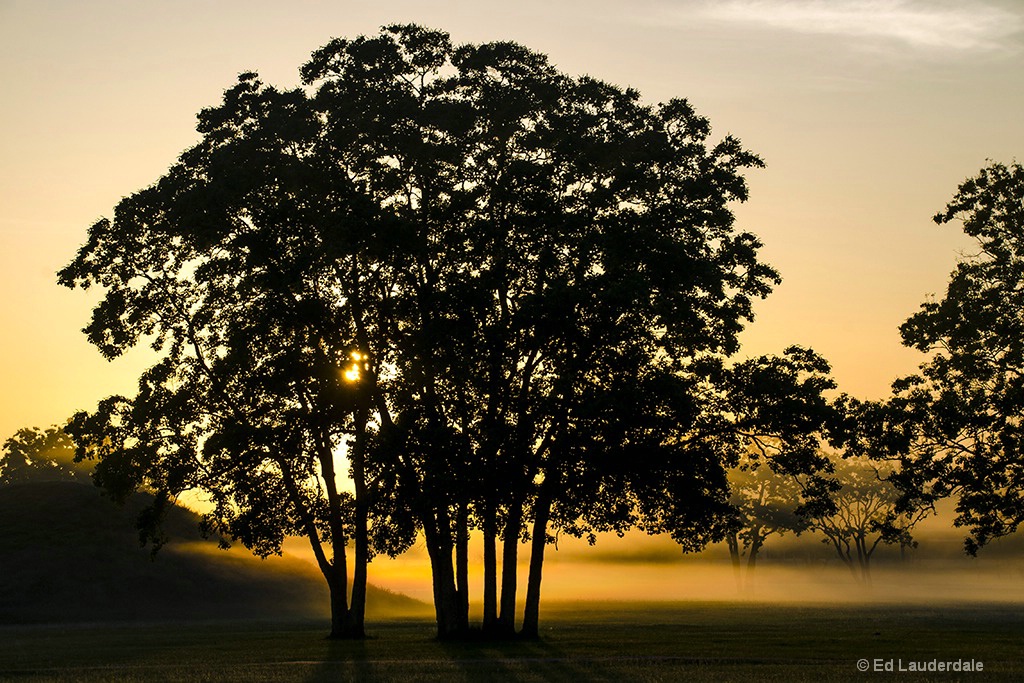 Bright Golden Haze