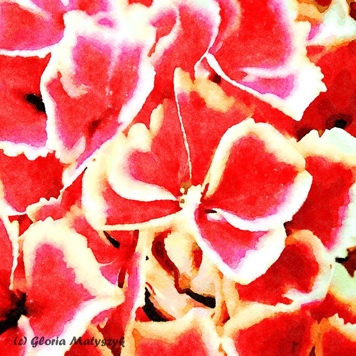 Red and white Hydrangea macro - ID: 15571173 © Gloria Matyszyk