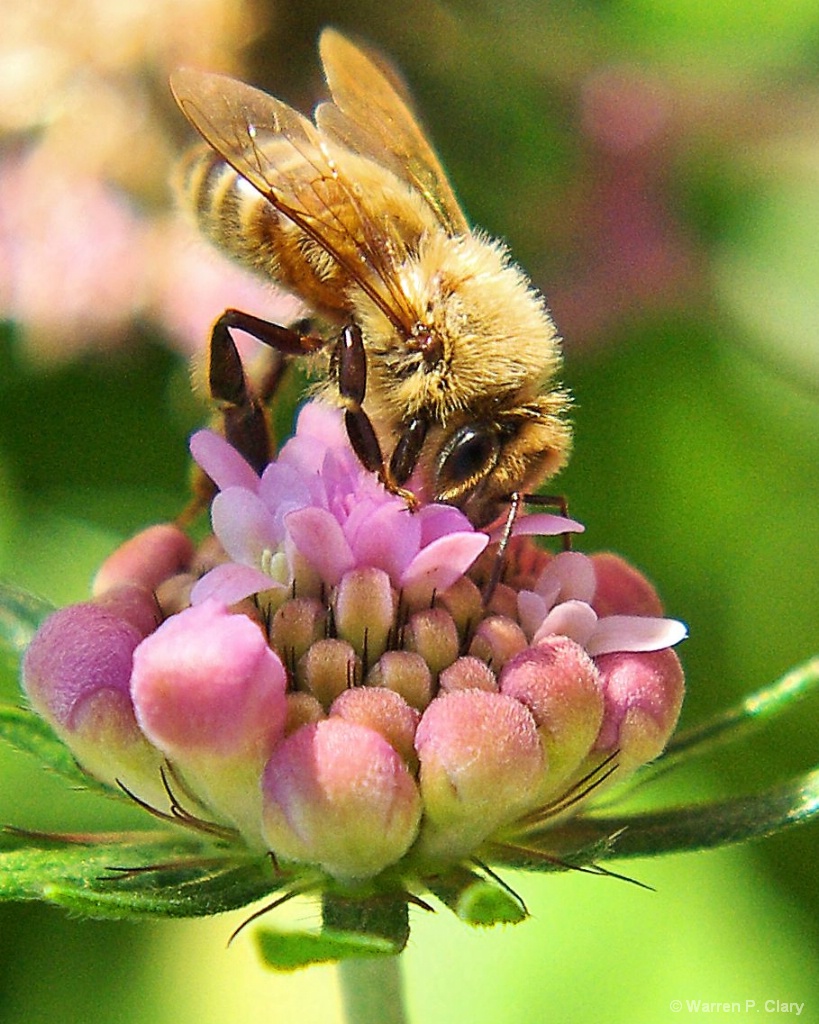 Lets make some honey!