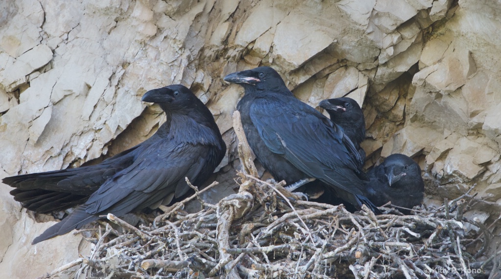 Mom and the Three Baby Ravens