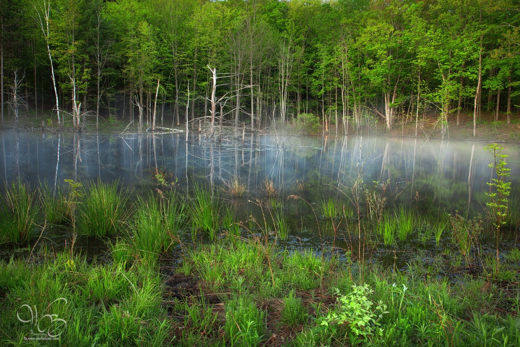 Pond By Bozenkill