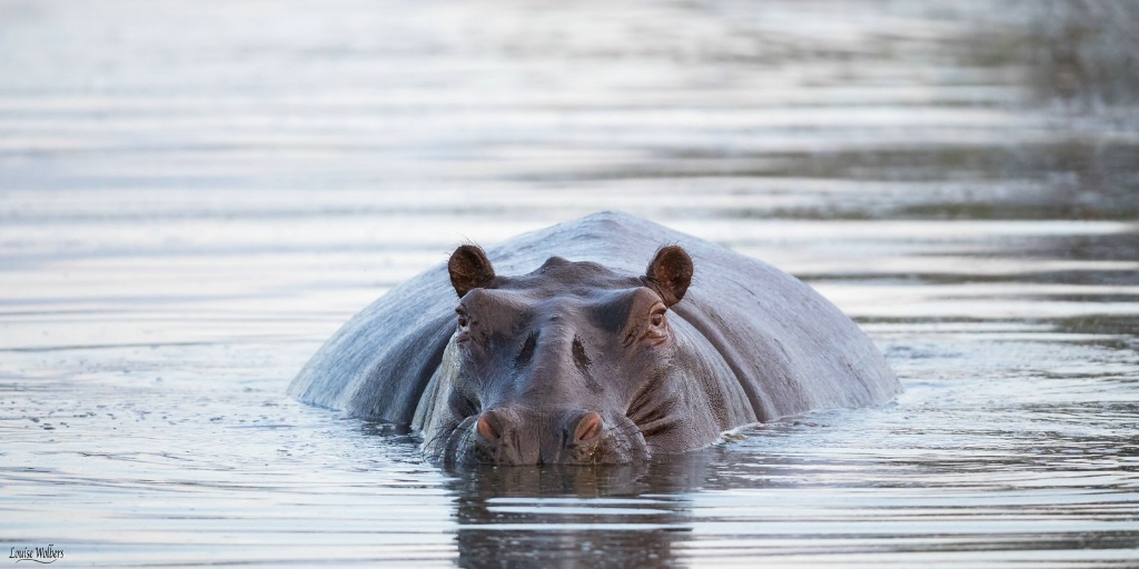 A Very Fat Hippo - ID: 15571464 © Louise Wolbers