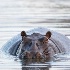 2A Very Fat Hippo - ID: 15571464 © Louise Wolbers