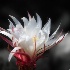 © Terry Korpela PhotoID# 15571478: Cactus Flower