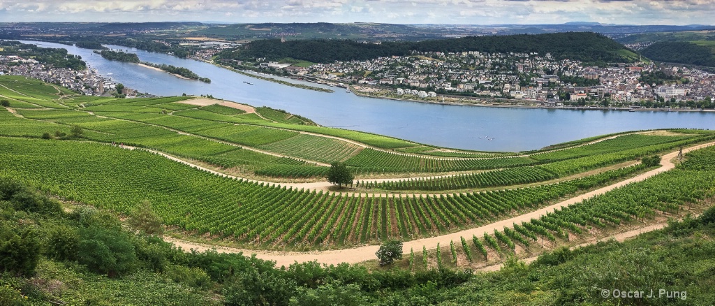 Rhine River Vineyards