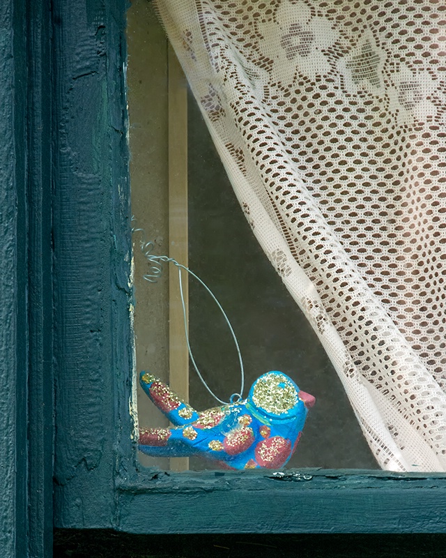 Bird in the Window