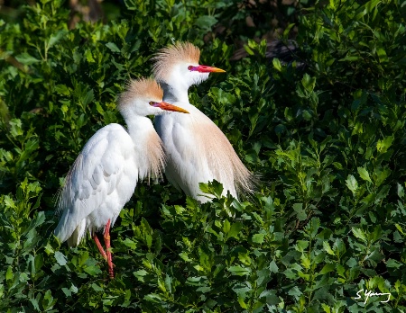 Cattle Egrets Showing Breeding Plumage