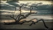 Driftwood Beach A...