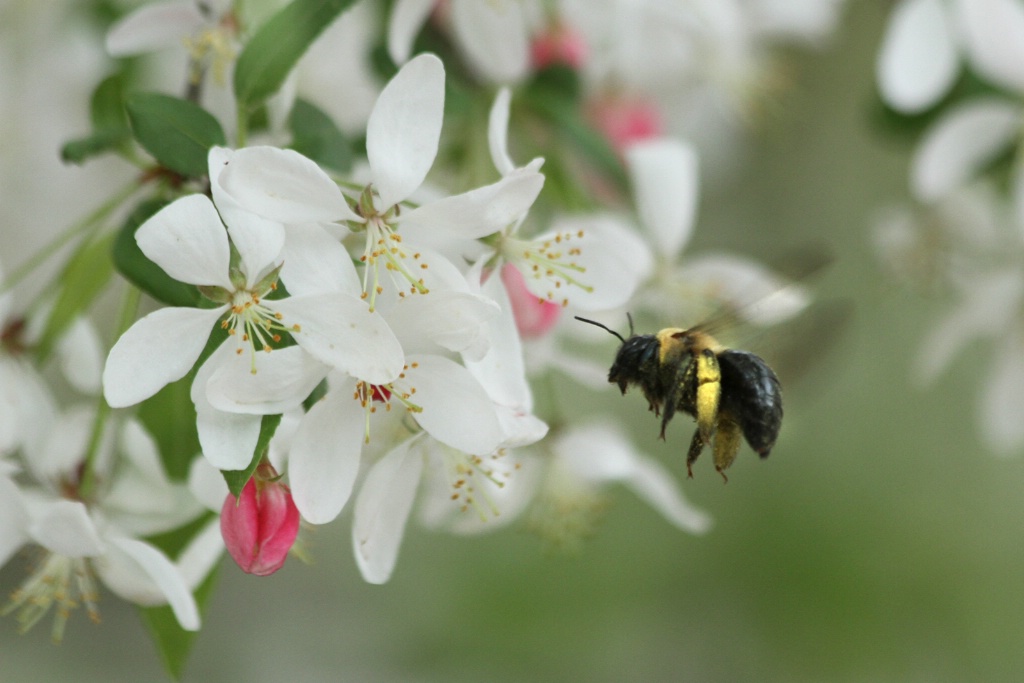 in flight