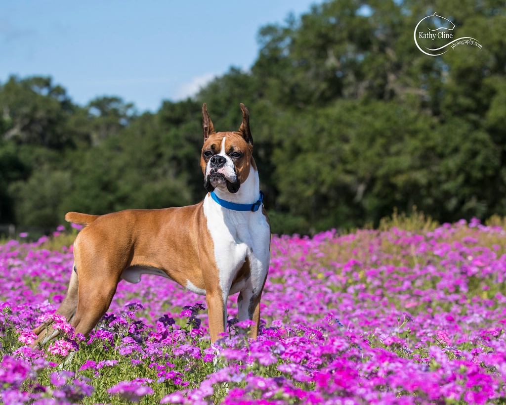 Our Boxer in the Flowers