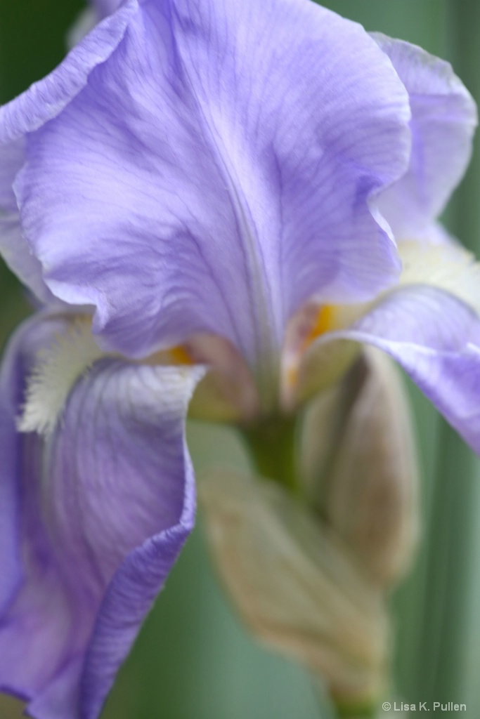 Iris Elegance III