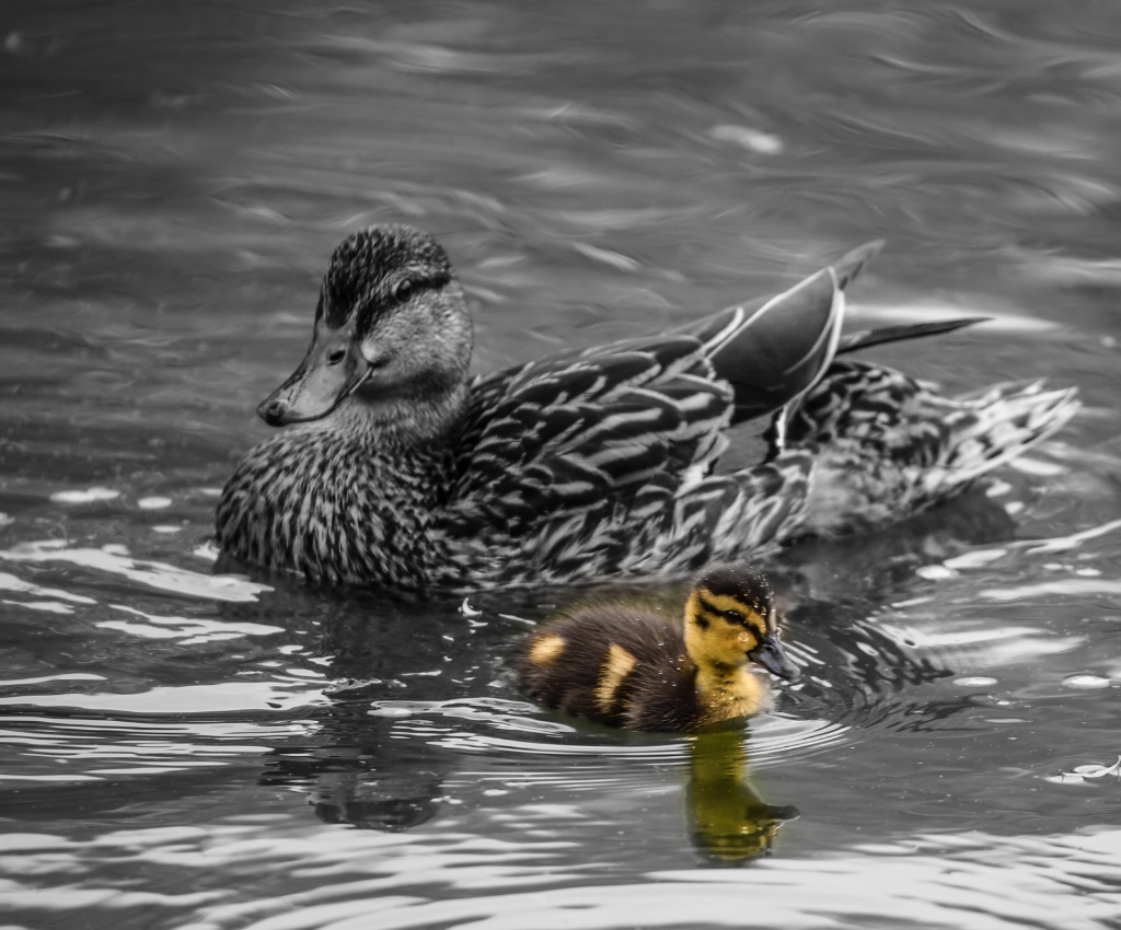 Mom and I, I am a lucky duck!