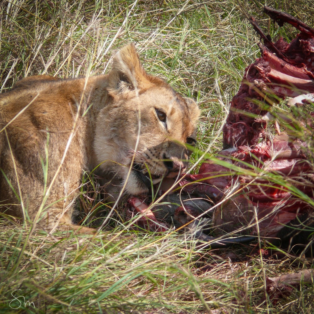 Lion dinner - ID: 15572393 © Sibylle G. Mattern