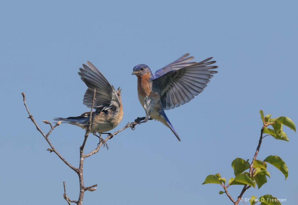 Bluebirds Interacting