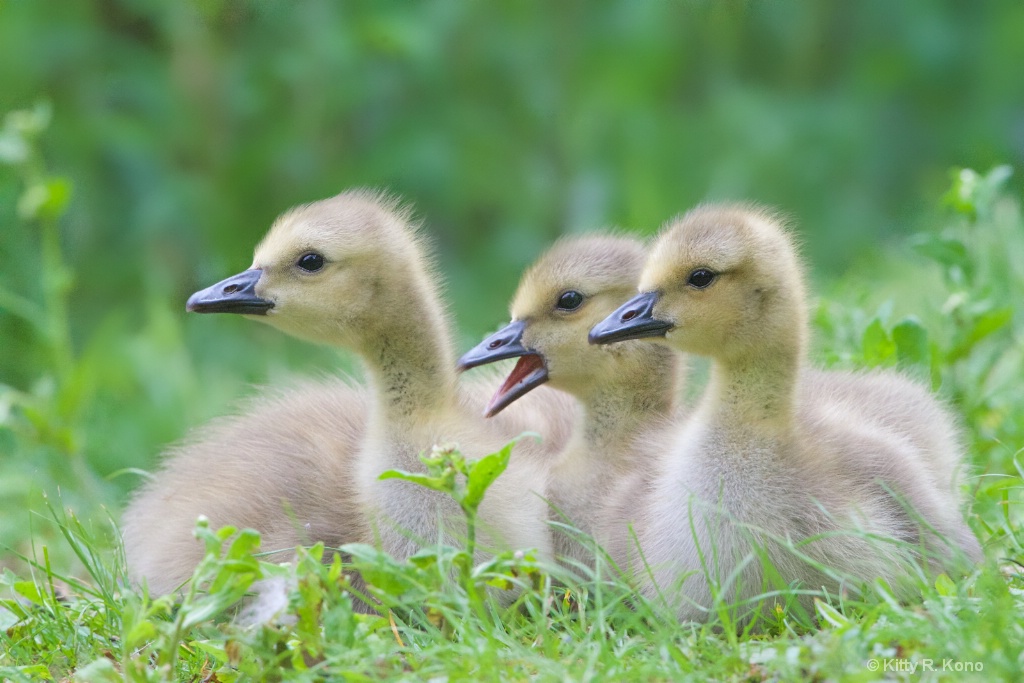 Three Baby Goslings