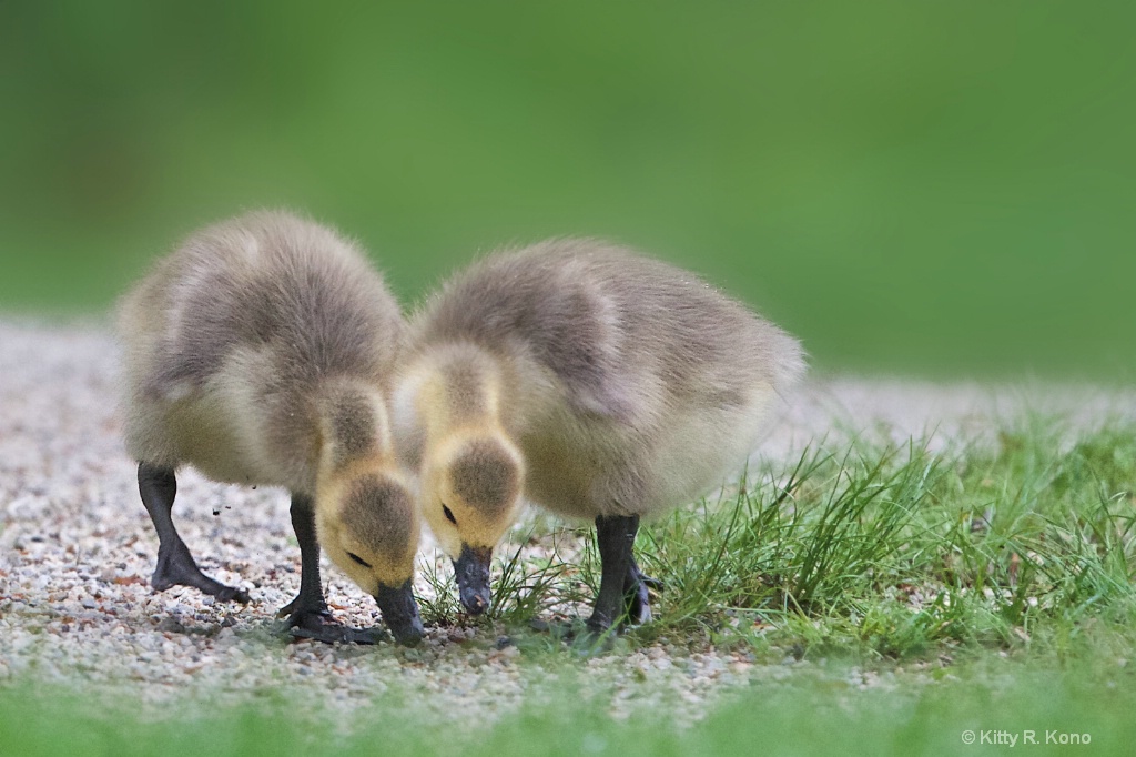 Two Baby Goslings