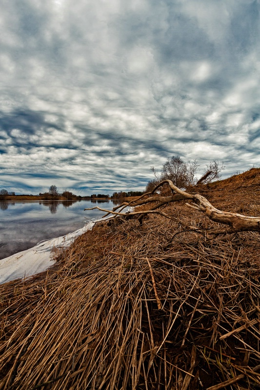 Dead Branch On The River Bend