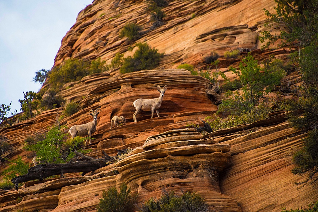 Mountain Goat Family at Zion National Park - ID: 15572477 © William S. Briggs