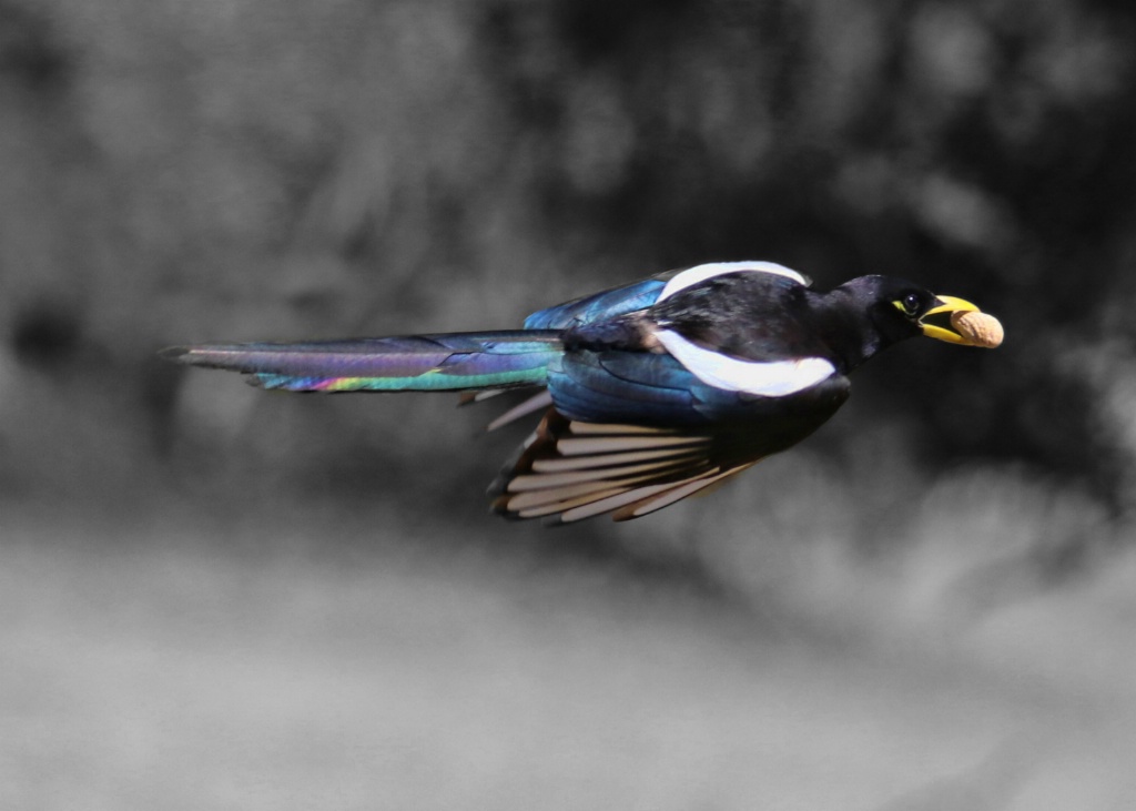 Black and White with a Splash of Color Magpie