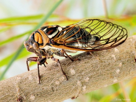 Great Western Cicada