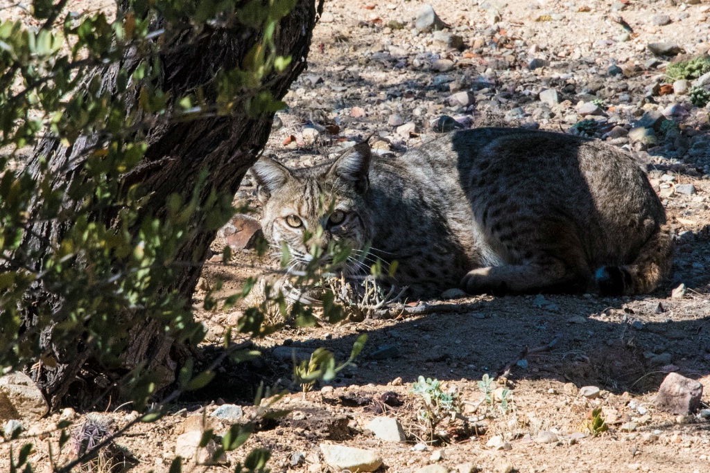 Bobcat In Our Backyard - ID: 15572655 © William S. Briggs