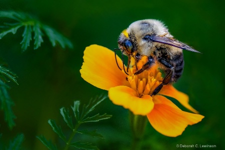 Bee in Garden