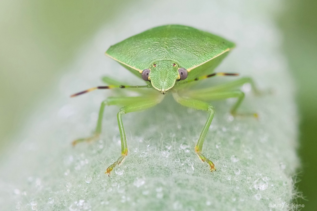 The Darling Stink Bug