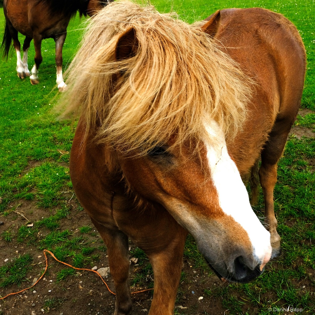 Blonde Pony