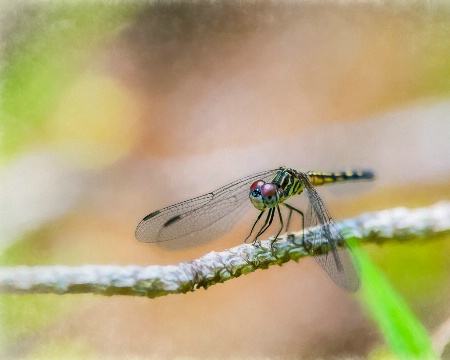 High Wire Act