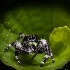 © Shirley D. Freeman PhotoID# 15572778: Jumping Spider