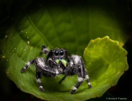 Jumping Spider