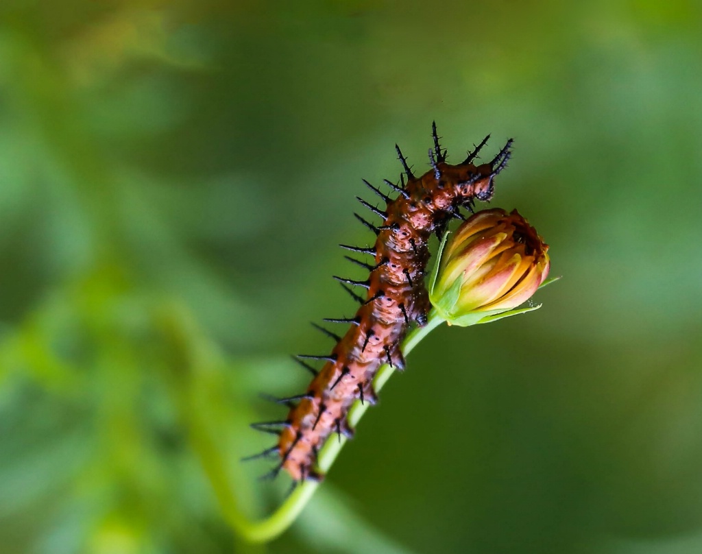 Gulf Fritillary Butterfly, Caterpillar 