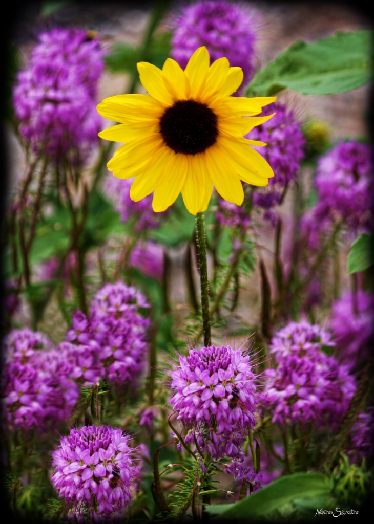 ~ Wild Flowers ~ - ID: 15572924 © Trudy L. Smuin