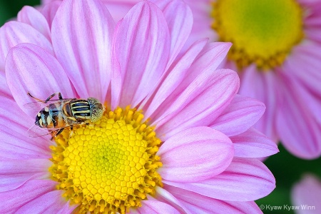 Flower Lover